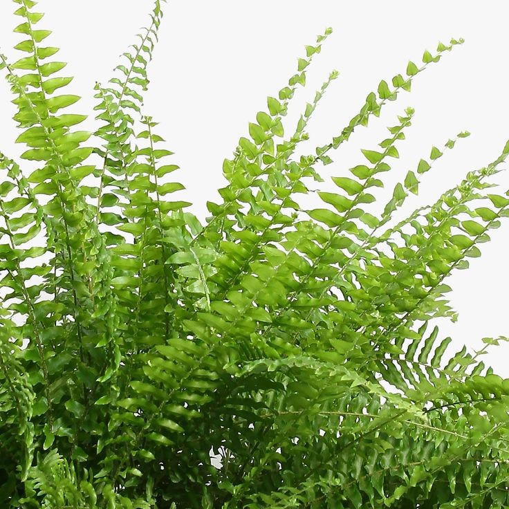 Aşk Merdiveni (Nephrolepis) Askılı Saksılı