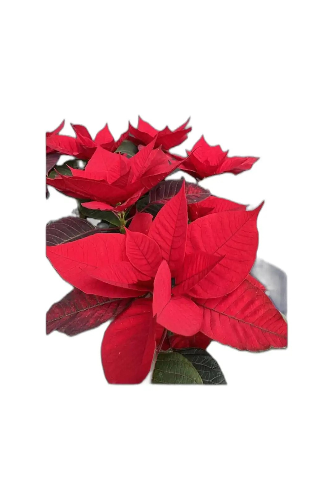 Atatürk Çiçeği-Poinsettia-30-40 cm Ev Bitkisi Ofis Bitkisi Salon Bitkisi Hediye Bİtki