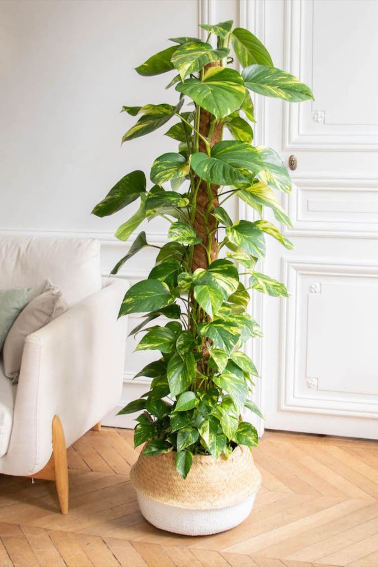 Yosun Çubuklu Patos- Epipremnum aureum 80-110 cm Üretim Saksılı