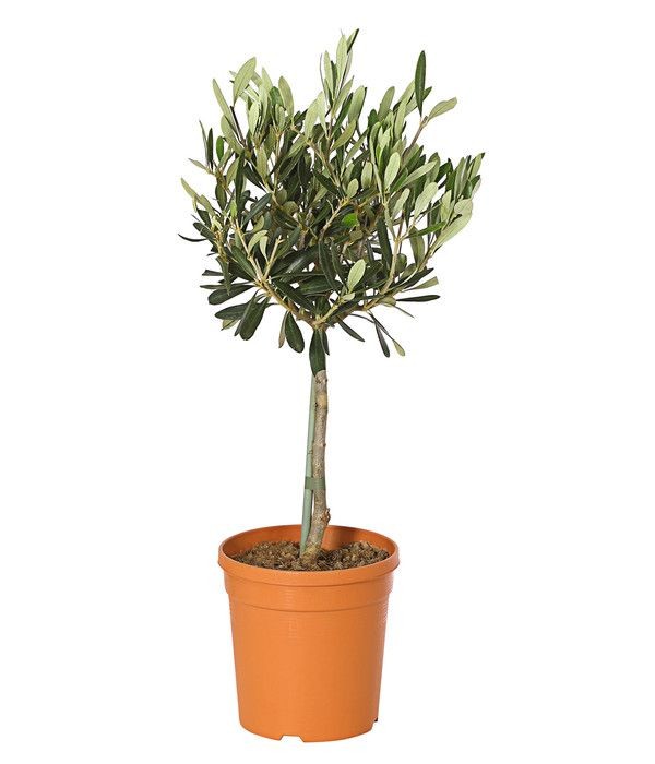 Bonsai Zeytin Ağacı - Large (Olive Tree) 60-80 cm Üretim Saksılı