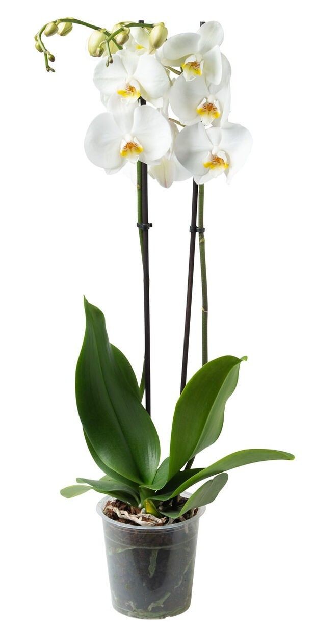 Beyaz Orkide (Phalaonepsis) Çift Dallı İthal Üretim