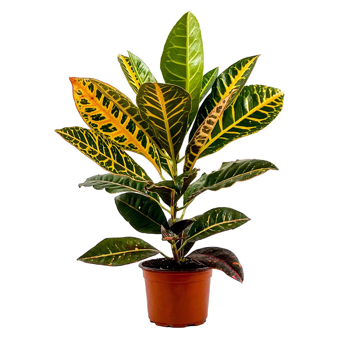 Kraton (Croton Petra) 40-60 cm Üretim Saksılı