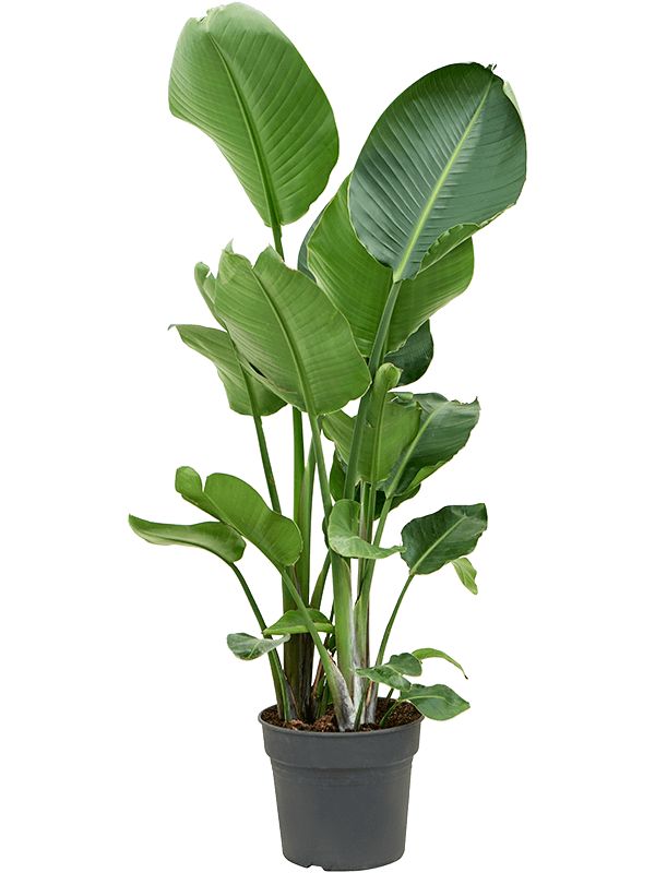 Starliçe (Strelitzia Nicolai) 2 Gövdeli 120–140 cm — Üretim Saksılı