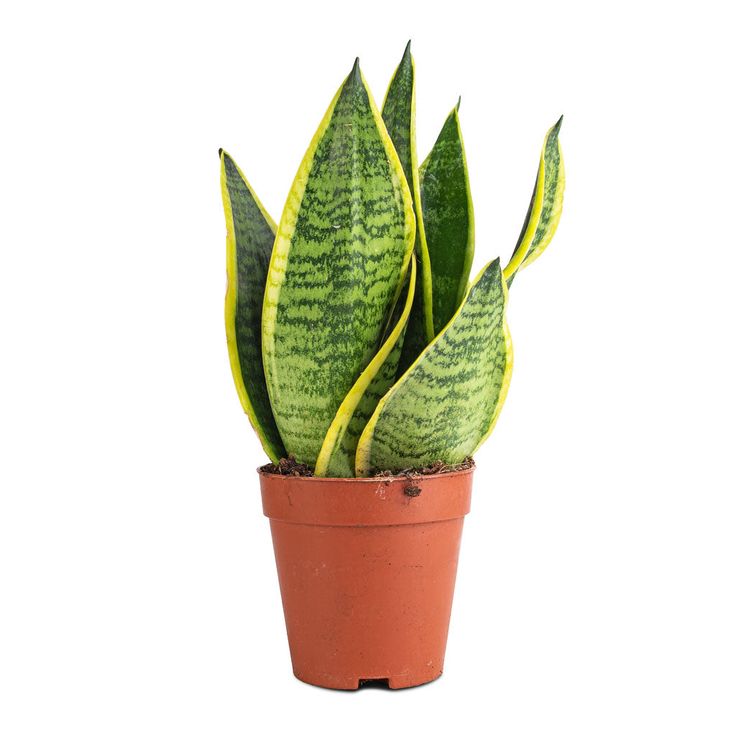 Paşa Kılıcı Mini (Sansevieria Gold Flame ) 30-40 cm Üretim Saksılı