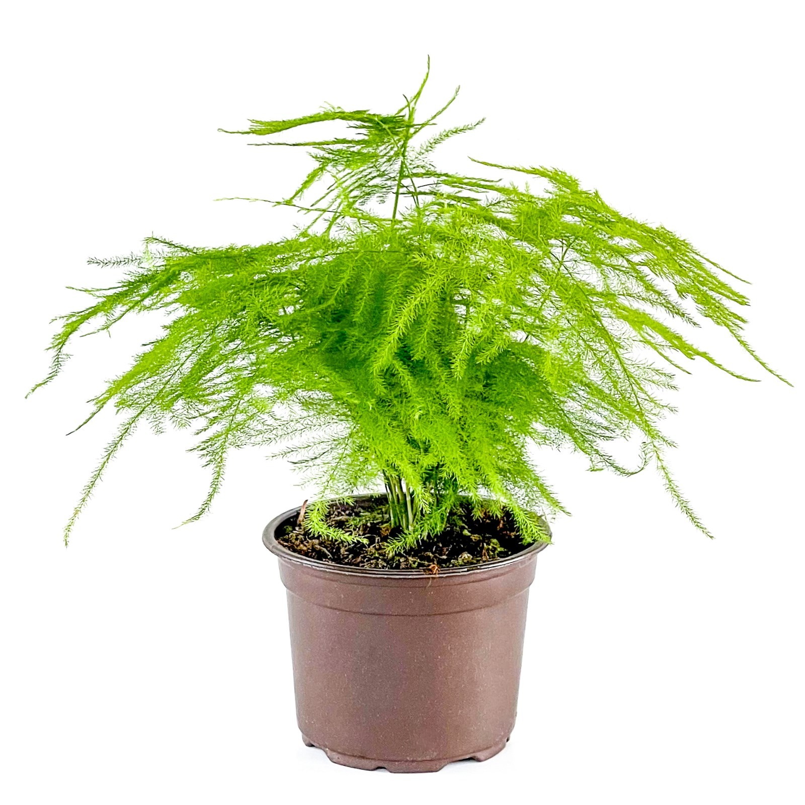 Tül Kuşkonmaz (Asparagus Setaceus) 30-40 cm Üretim Saksılı