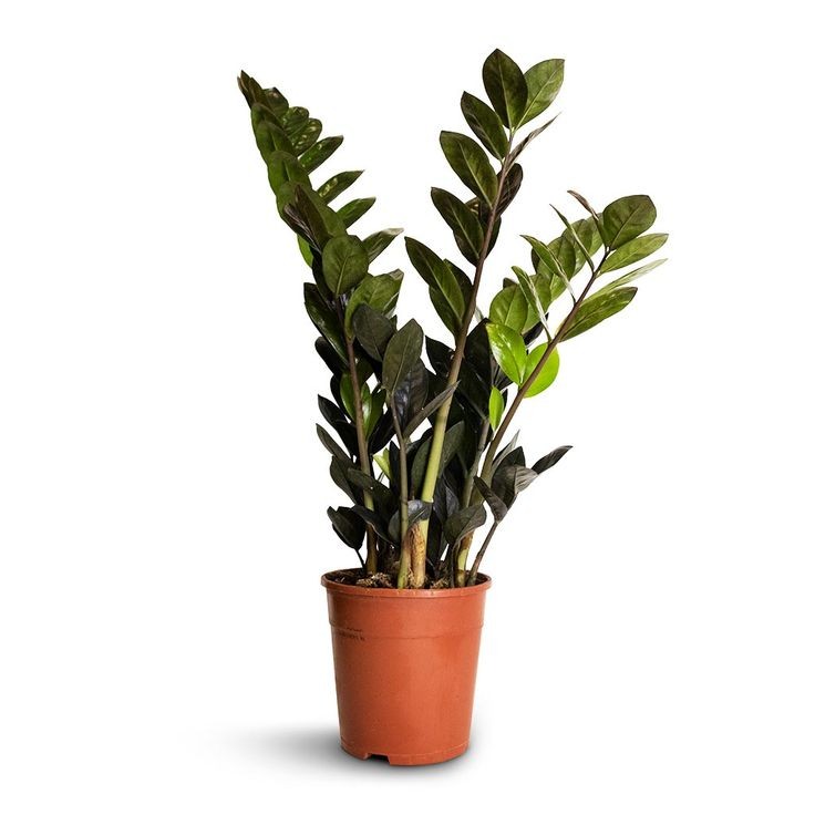 Siyah Zamia Large (Zamioculcas Zamiifolia) 80-110 cm Üretim Saksılı