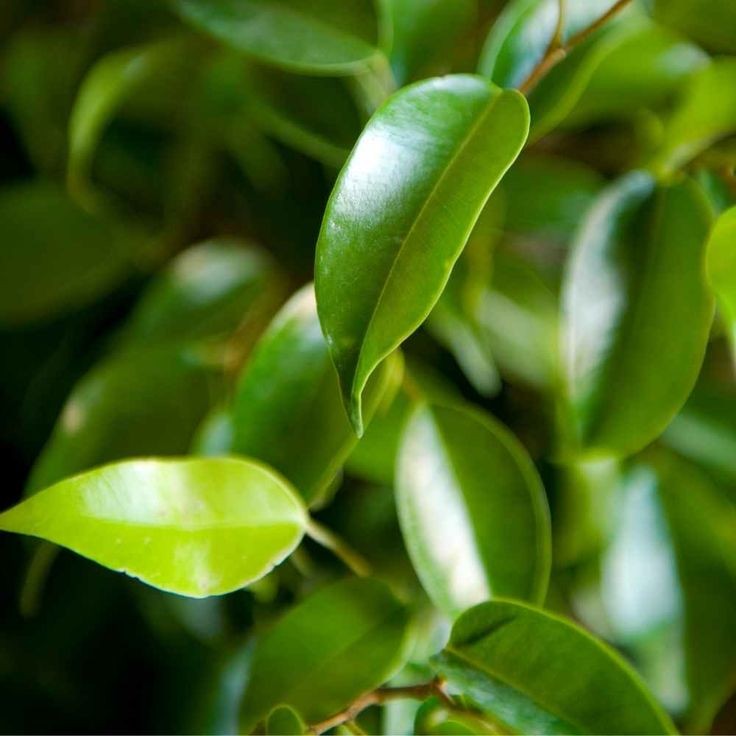 Örgülü Benjamin (Ficus Benjamina) 100-120 cm Üretim Saksılı