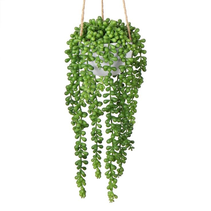 Dolgun Formlu Tesbih Çiçeği (İnci Tanesi - Senecio Rowleyanus) 40-60 cm Üretim Saksılı