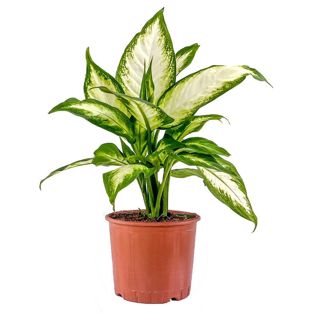 Difenbahya (Dieffenbachia Camilla) 30-40 CM Üretim Saksılı