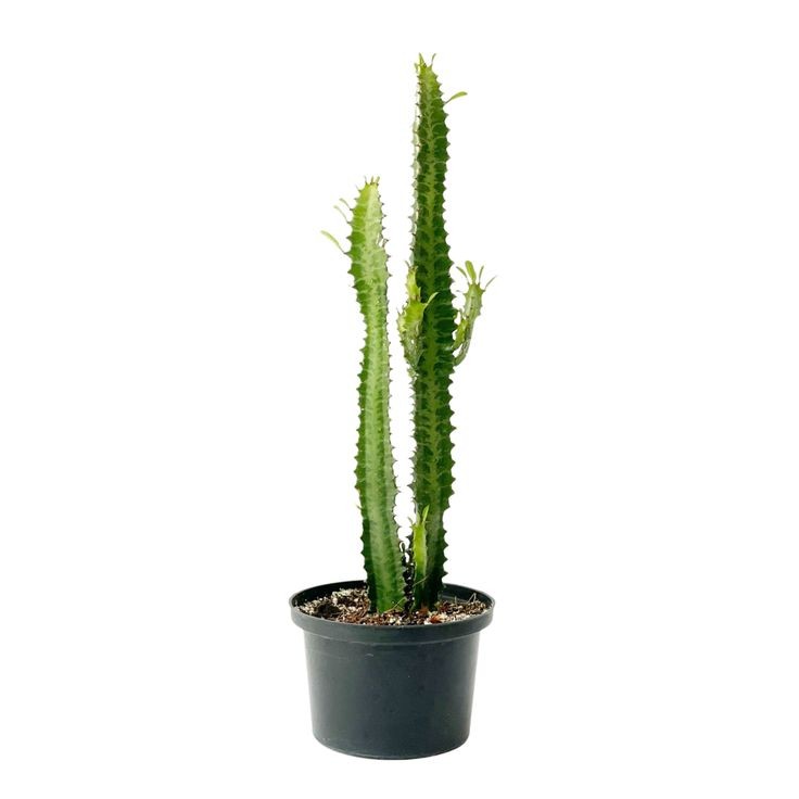 Süt Ağacı (Euphorbia trigona) 70-80 cm İthal Kaktüs