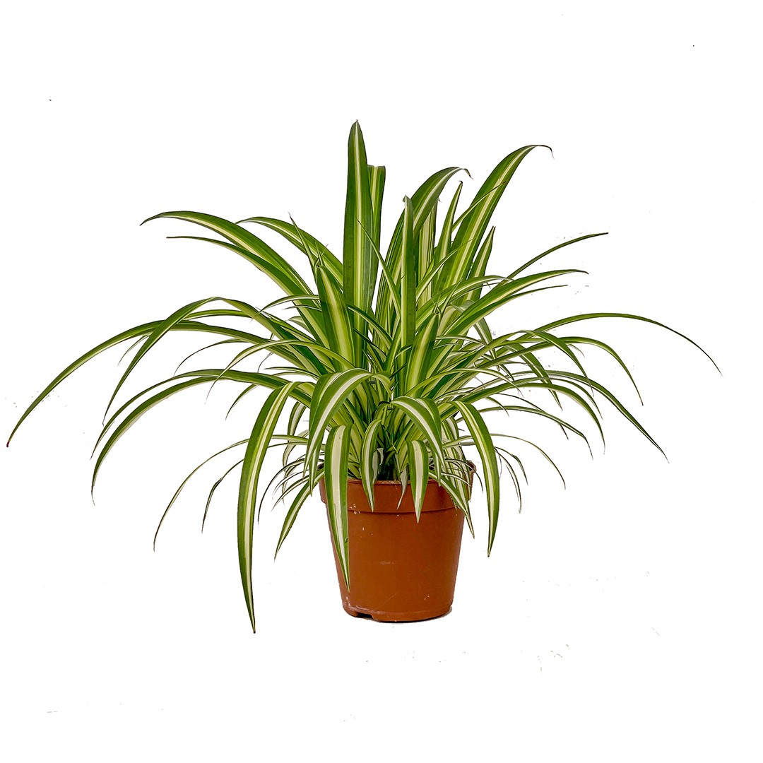 Kurdele Çiçeği (Chlorophytum Comosum) Üretim Saksılı