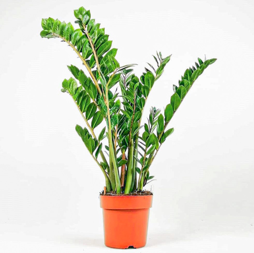Zamia Large (Zamioculcas Zamiifolia) 80-110 cmÜretim Saksılı