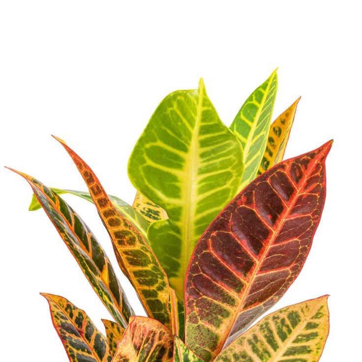 Kraton (Croton Petra) 40-60 cm Üretim Saksılı