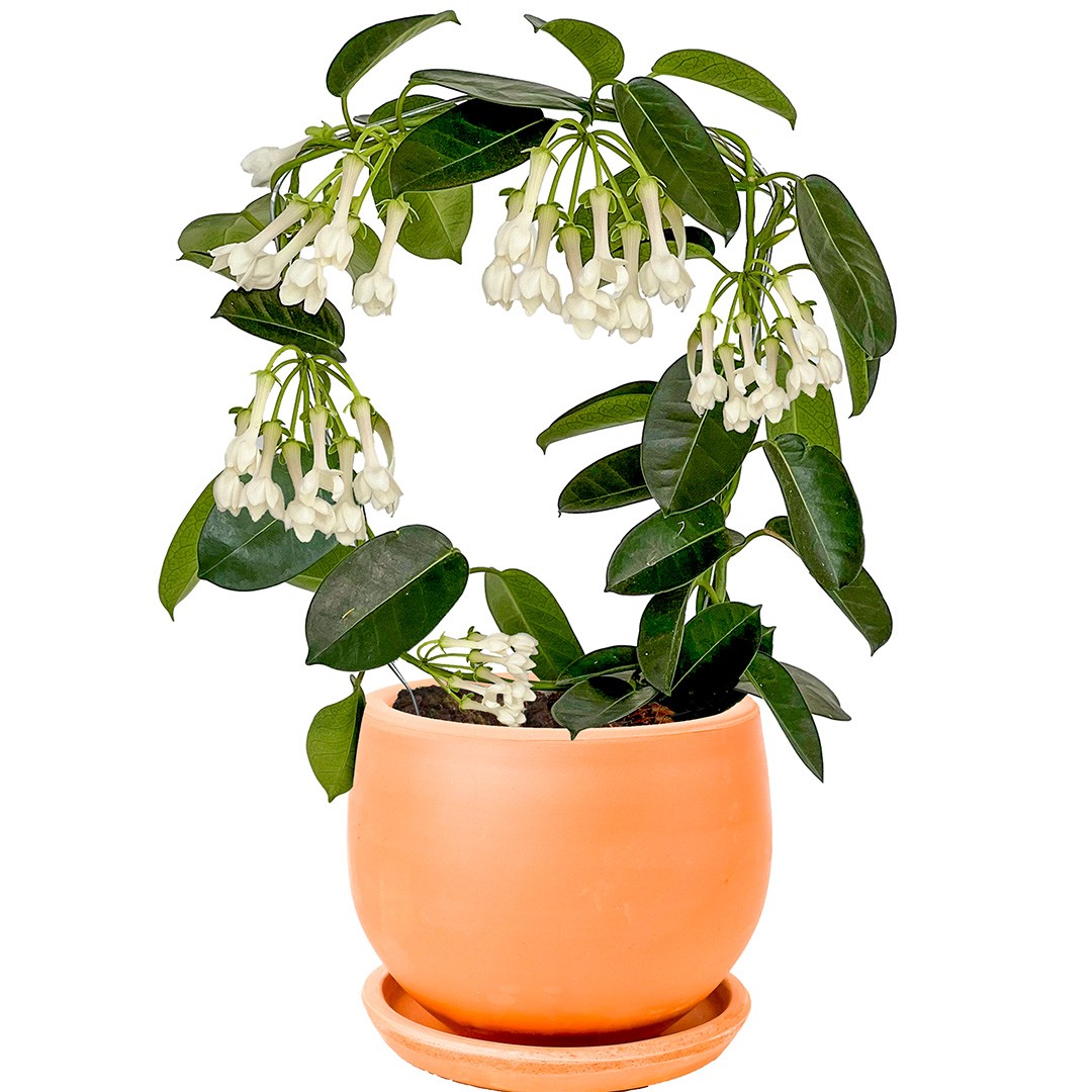 Madagaskar Yasemini (Stephanotis Floribunda) Üretim Saksılı