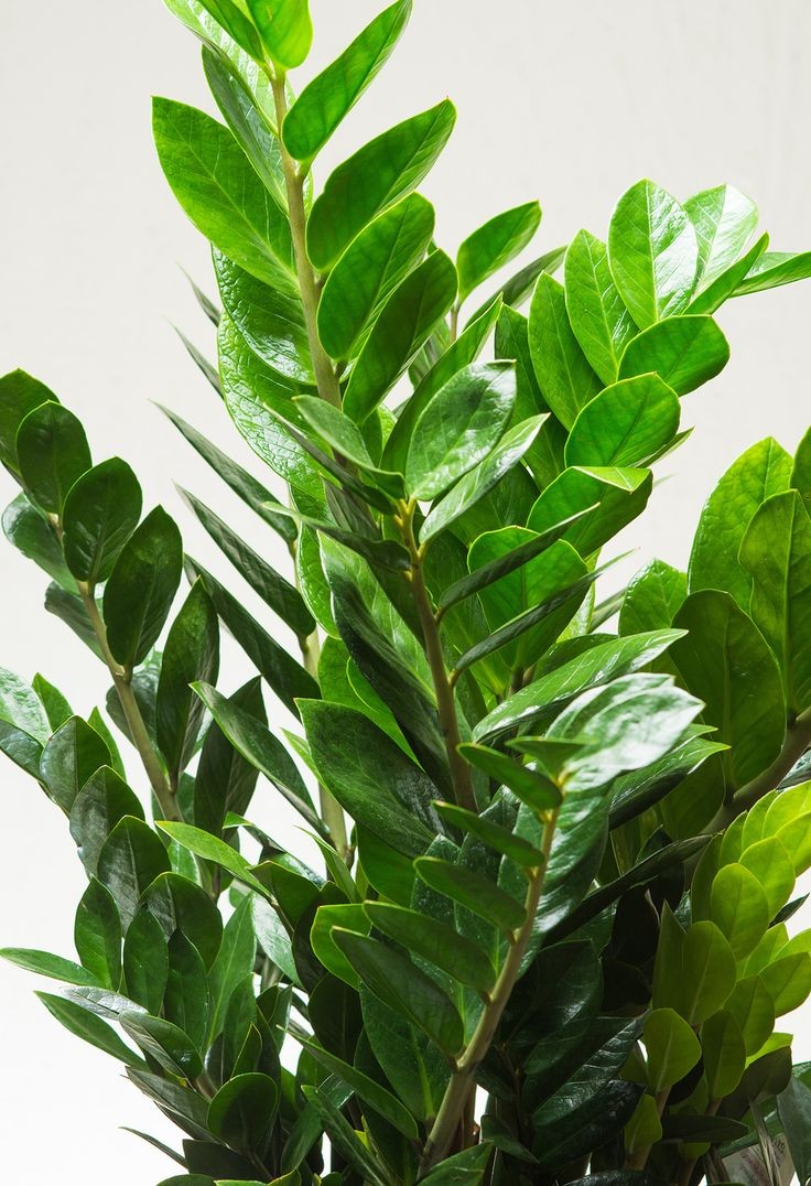 Zamia Large (Zamioculcas Zamiifolia) 80-110 cmÜretim Saksılı
