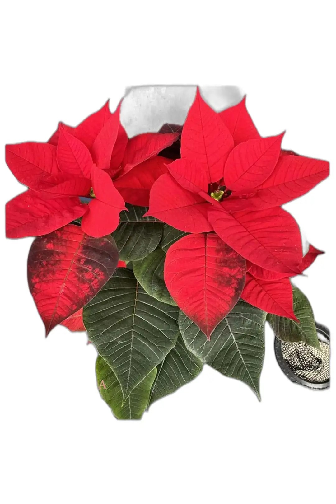 Atatürk Çiçeği-Poinsettia-30-40 cm Ev Bitkisi Ofis Bitkisi Salon Bitkisi Hediye Bİtki