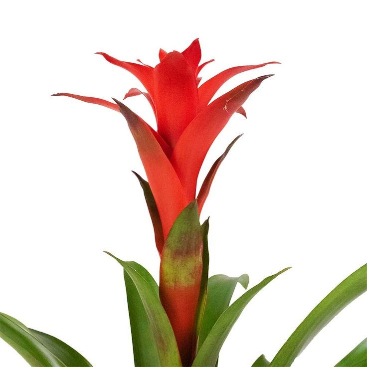 Guzmanya (Guzmania) 40-60 cm Üretim Saksılı