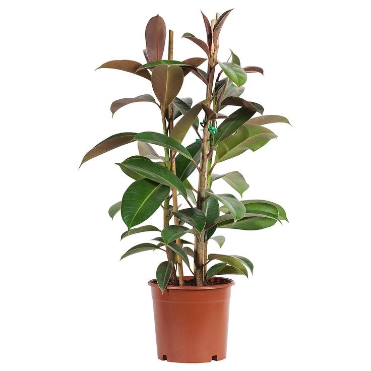 Kauçuk - 2 Gövdeli (Ficus Elastica) 80-100 cm Üretim Saksılı