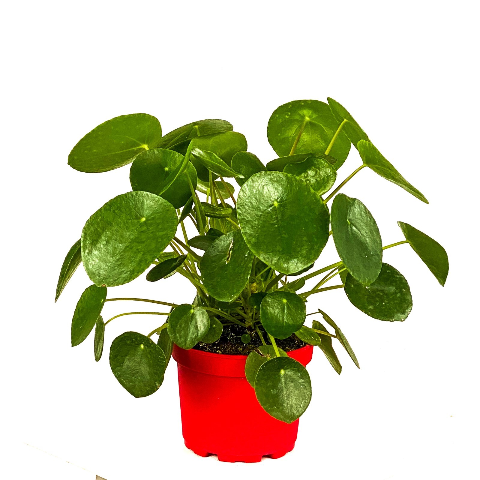 Çin Para Çiçeği (Pilea peperomides ) 