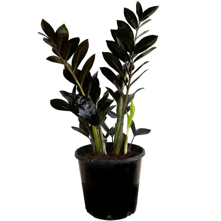 Siyah Zamia Mini (Zamioculcas Zamiifolia) 30-40 cm Üretim Saksılı