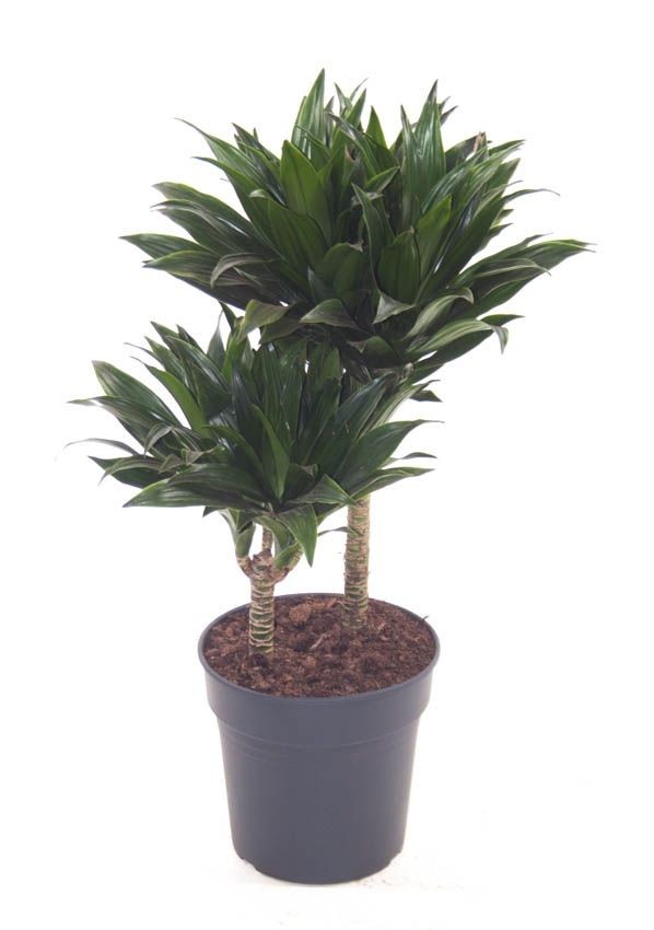 Dracaena Compacta 2 Gövdeli 60-90 cm Üretim Saksılı