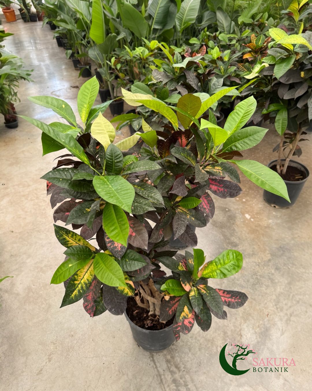 Kraton İceton XL( Croton iceton) Üretim Saksılı
