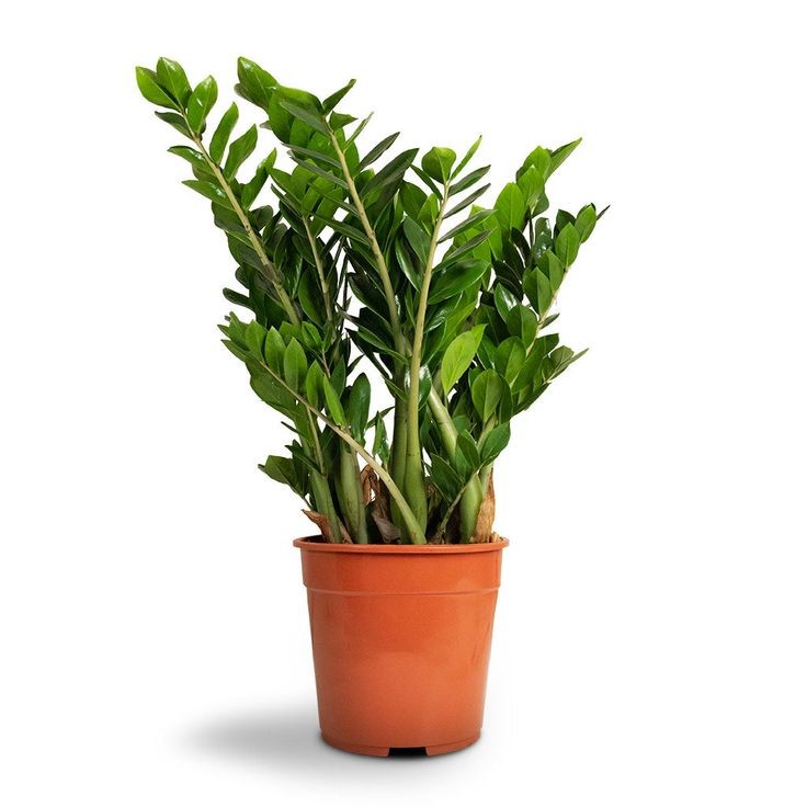 Zamia (Zamioculcas Zamiifolia) 30-40 cm Üretim Saksılı