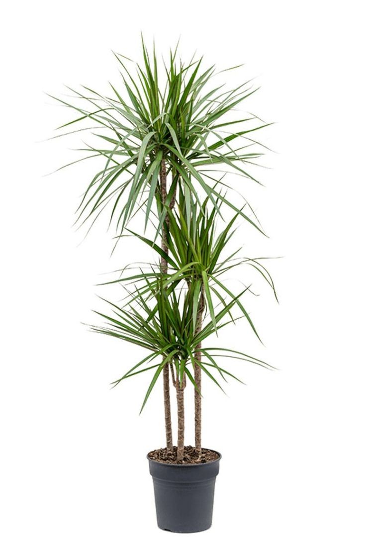 Dracaena Marginata - 3 Gövdeli 90-110 cm Üretim Saksılı