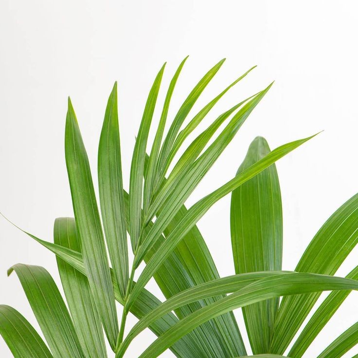 Kentia Palmiyesi - Large (Kentya Palmiyesi - Howea Forsteriana) 80-100 cm Üretim Saksılı