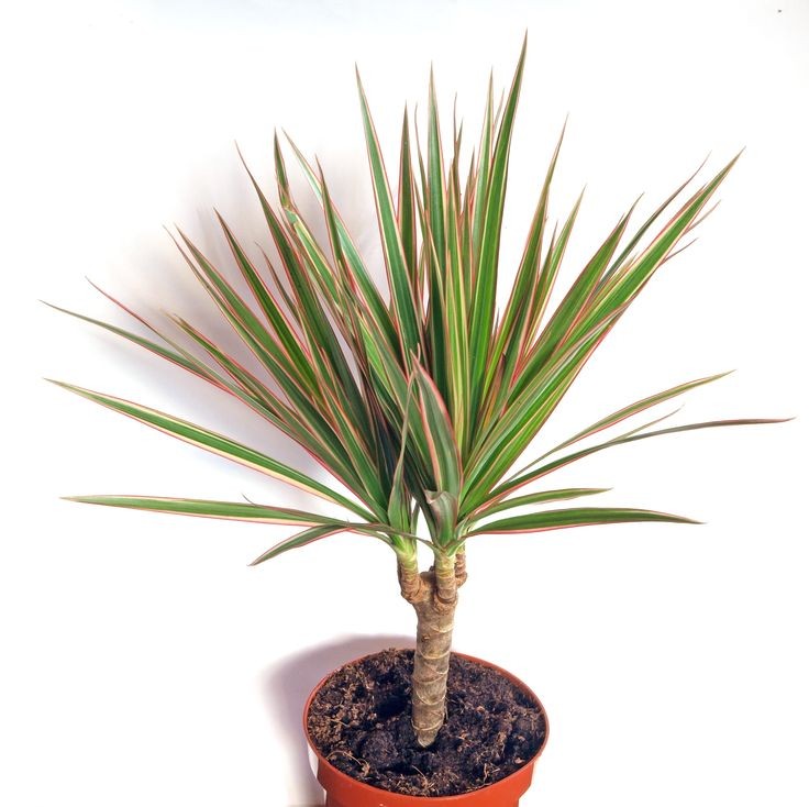 Dracaena Marginata - Tek Gövdeli 40 60 cm Üretim Saksılı