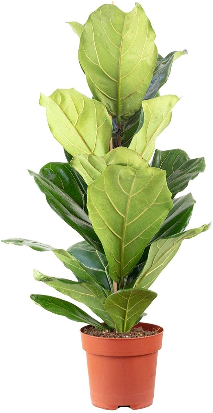 Ficus lyrata ( Keman Yapraklı Kauçuk) 70-90 cm