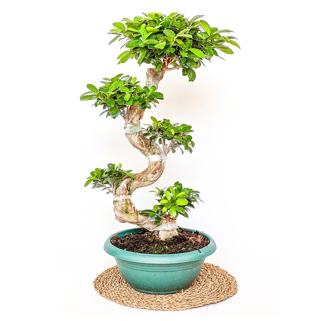 S Bonsai Large (Ficus Ginseng) 100-120 cm