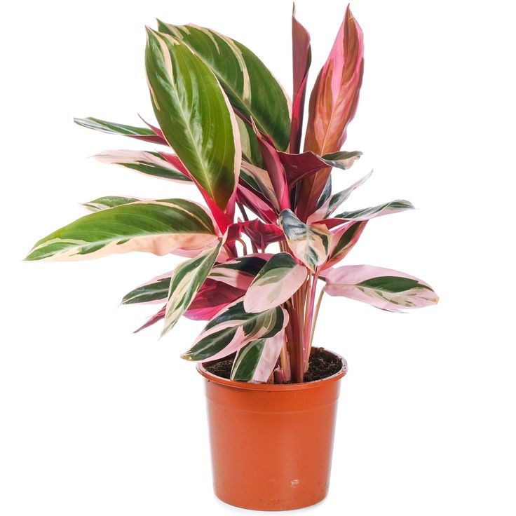 Kalatya (Calathea Triosta) 40-60 cm Üretim Saksılı