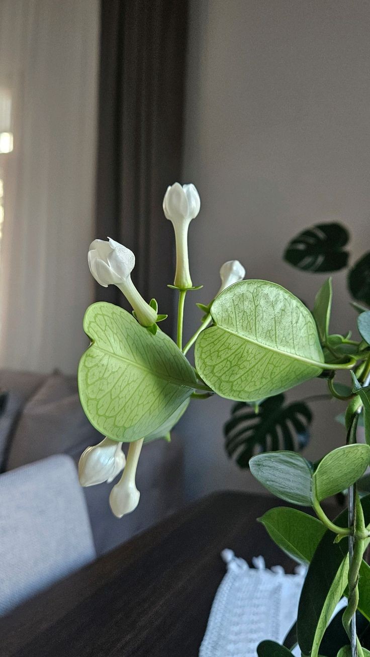 Madagaskar Yasemini (Stephanotis Floribunda) Üretim Saksılı