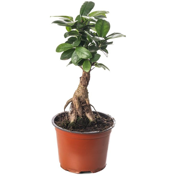 Bonsai Küçük (Ficus Ginseng) 10-20 cm
