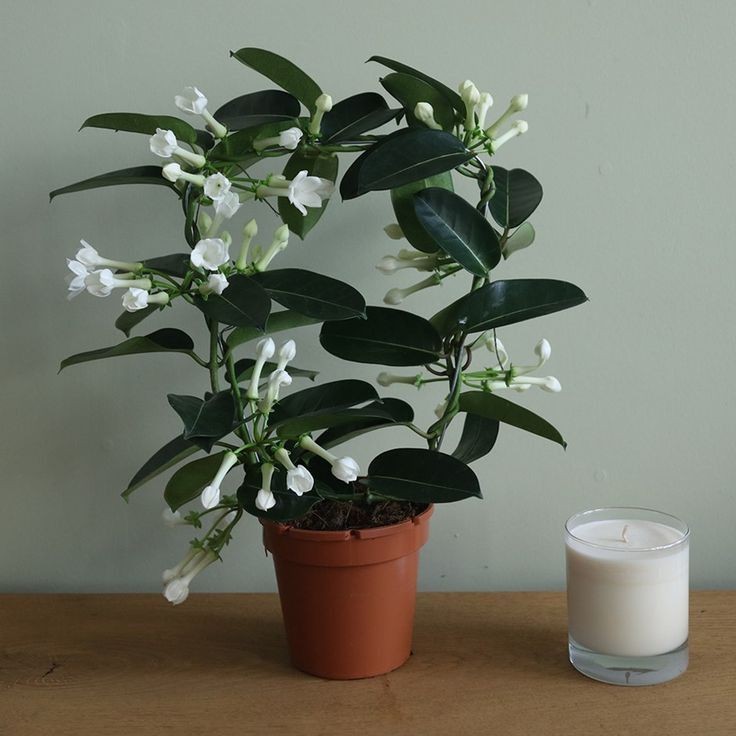 Madagaskar Yasemini (Stephanotis Floribunda) Üretim Saksılı