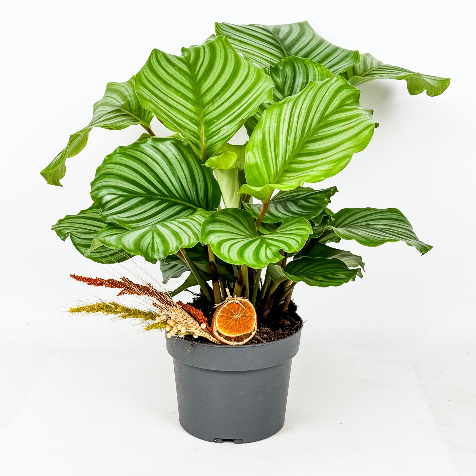 Kalatya (Calathea Orbifolia) 40-60 cm Üretim Saksılı