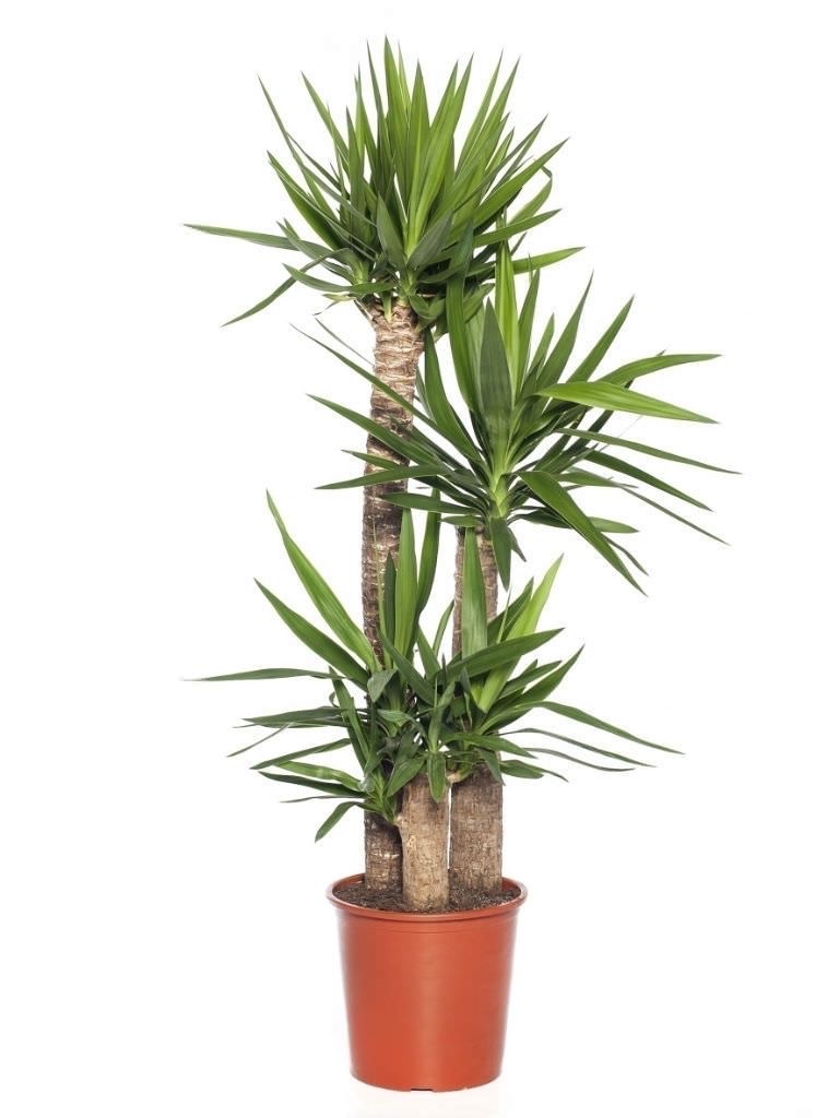 Yuka 3 Gövdeli (Yucca Massengena) 90-120 cm