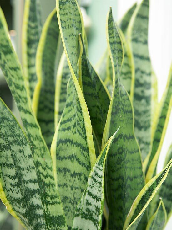 Paşa Kılıcı (Sansevieria Laurentii) XL 90-110 cm
