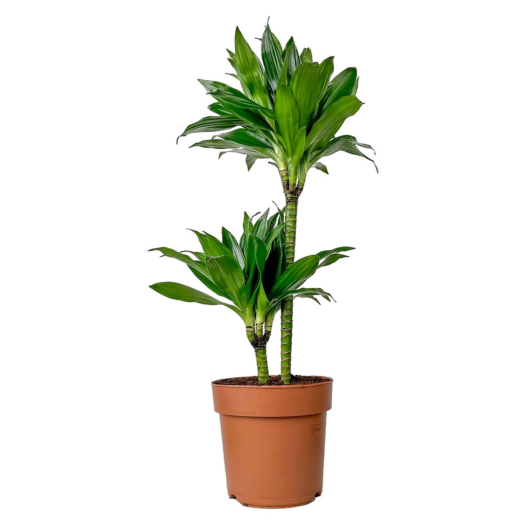 Dracaena Compacta - 2 Gövdeli 60-90 cm