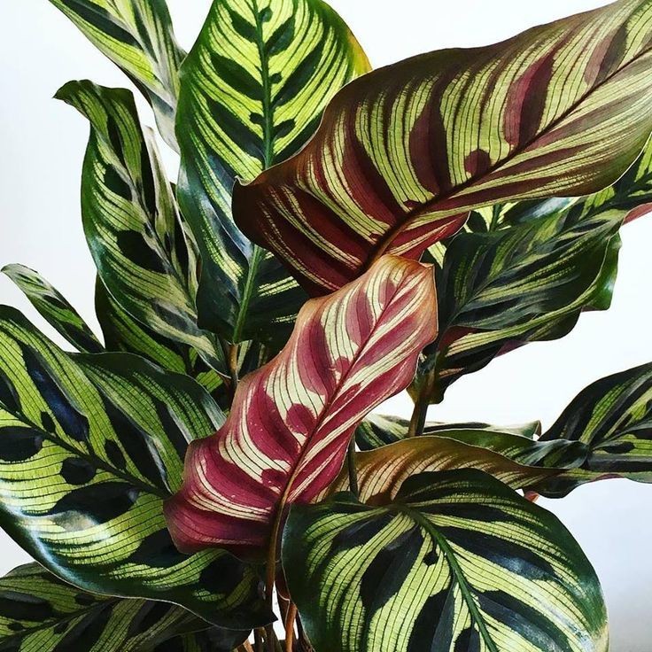 Dua Çiçeği (Calathea Makoyana) 45-50 cm Üretim Saksılı