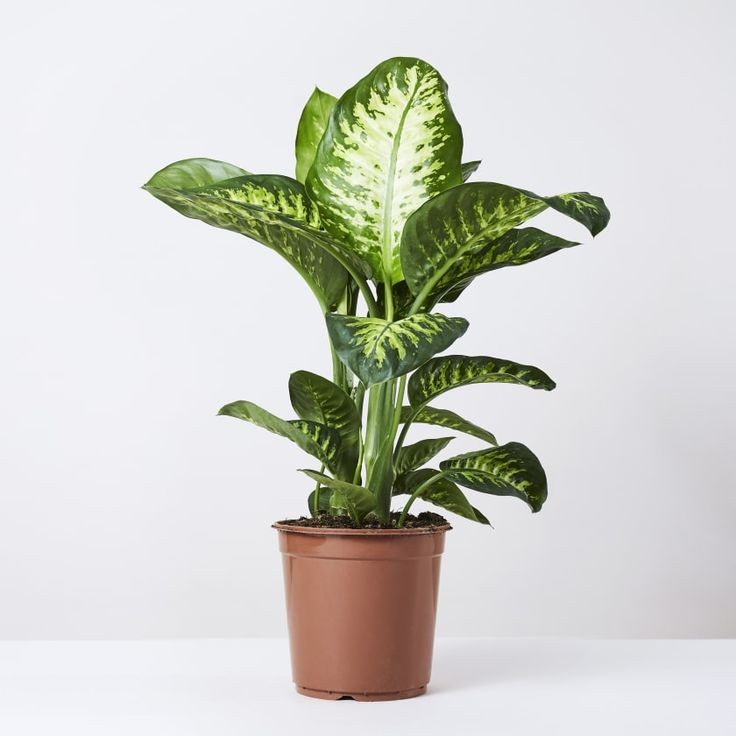 Difenbahya (Dieffenbachia Tropic Snow) 80- 100 cm Üretim Saksılı