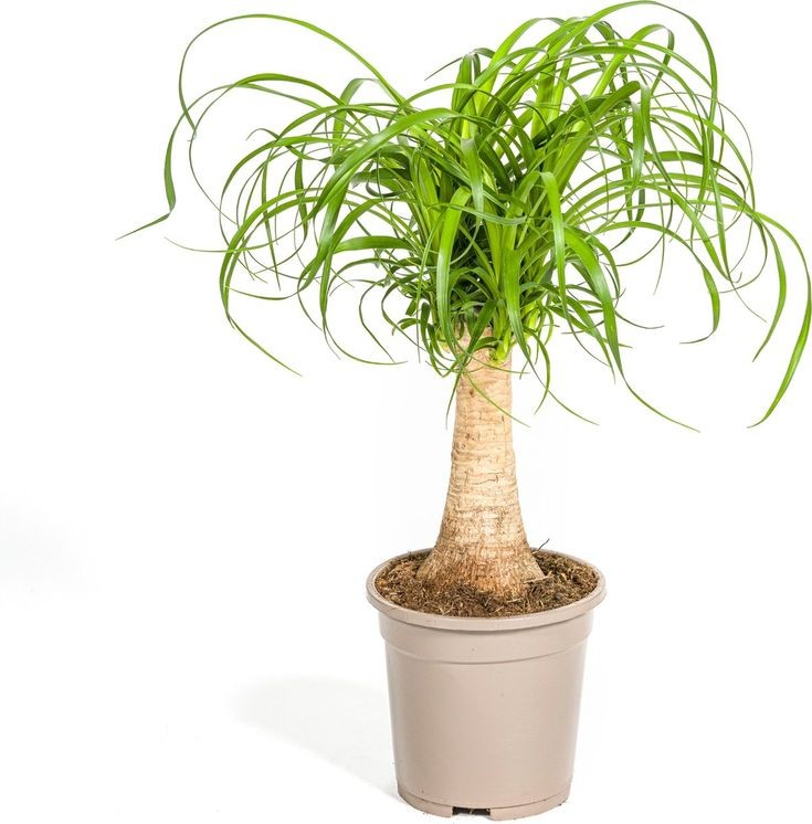 Fil Ayağı-Nolina (Beaucarnea Recurvata) 70-80 cm Üretim Saksılı