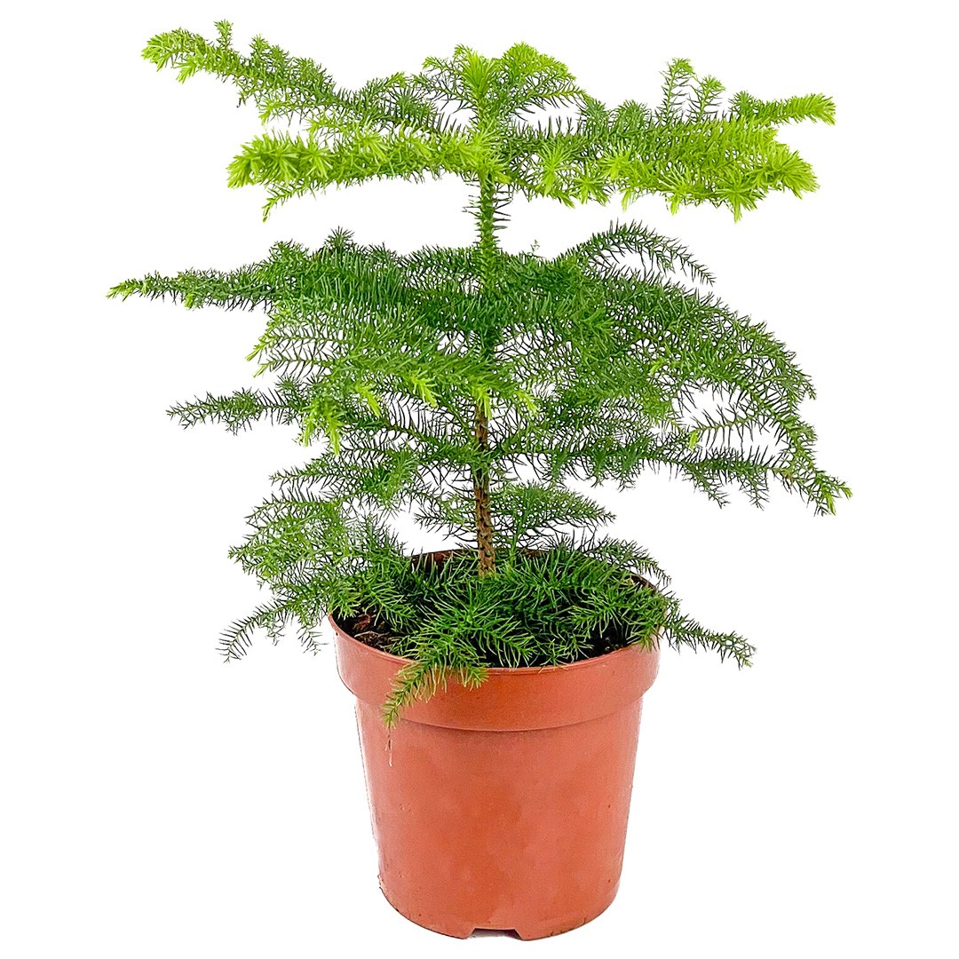 Salon Çamı (Araucaria Heterophylla) 40-60 cm Üretim Saksılı