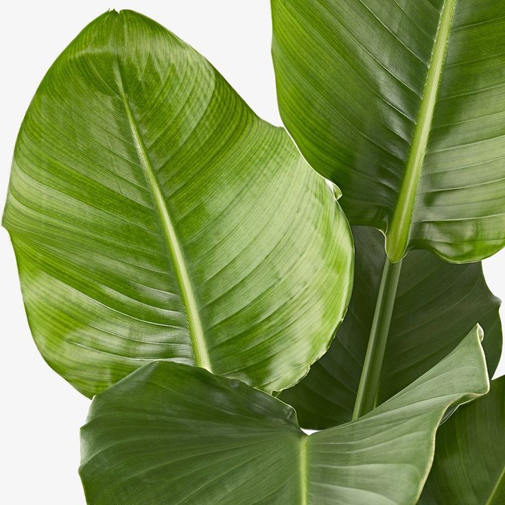 Starliçe (Strelitzia Nicolai) 60-80 cm Üretim Saksılı