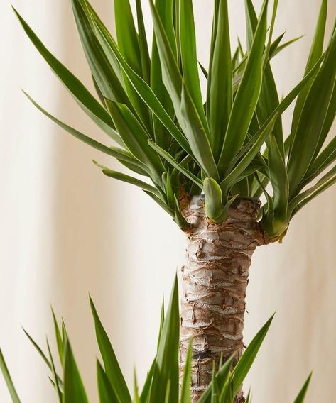 Yuka 2 Gövdeli (Yucca Massengena) 110-130 cm
