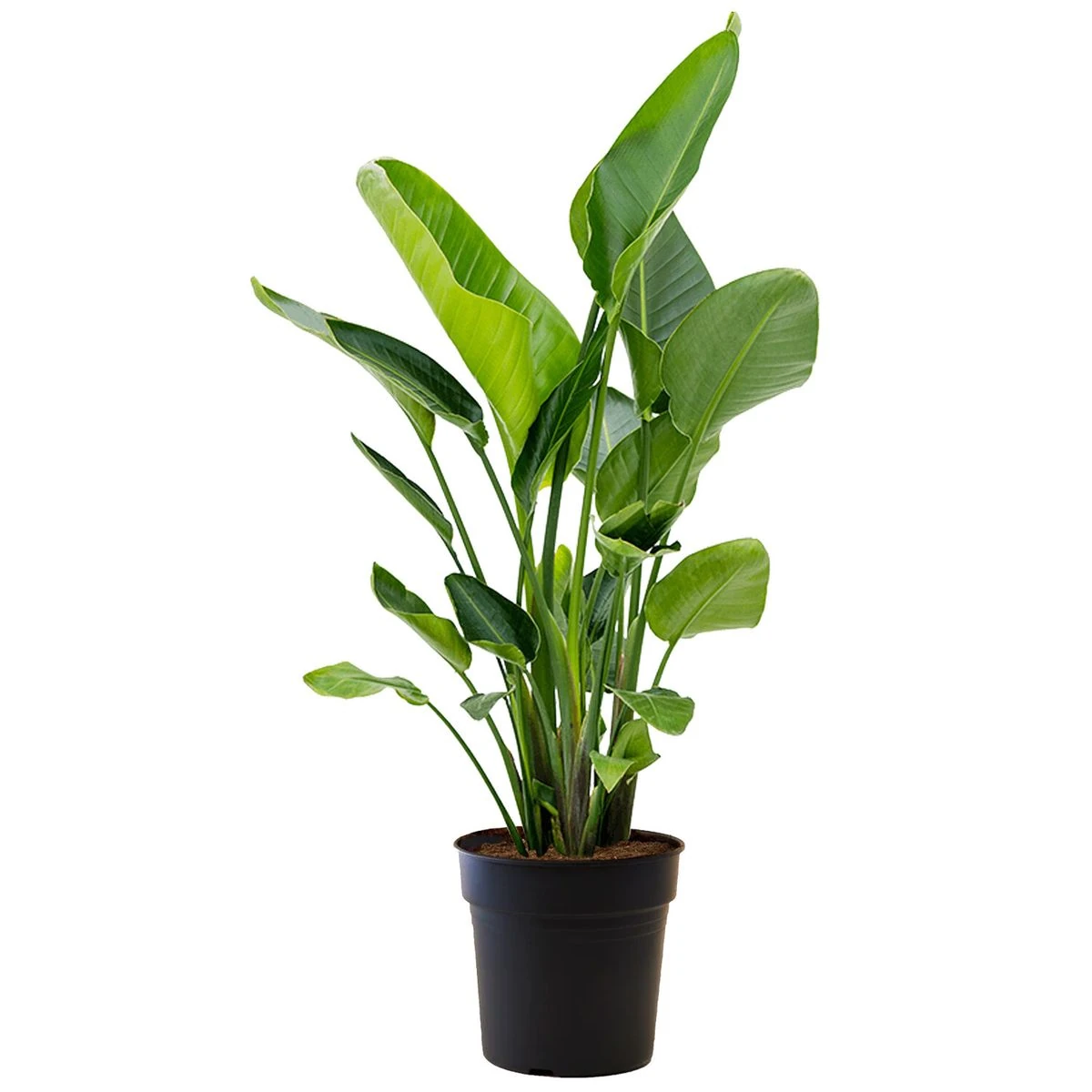 Starliçe (Strelitzia Nicolai) 3 Gövdeli 120- 140 cm Üretim Saksılı
