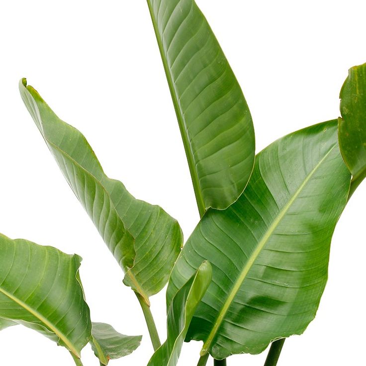 Starliçe (Strelitzia Nicolai) 3 Gövdeli 90- 110 cm Üretim Saksılı