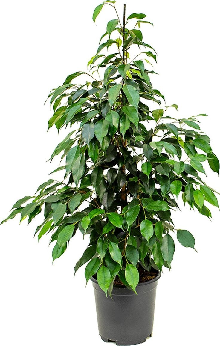 Benjamin (Ficus Benjamina) 80-100 cm Üretim Saksılı