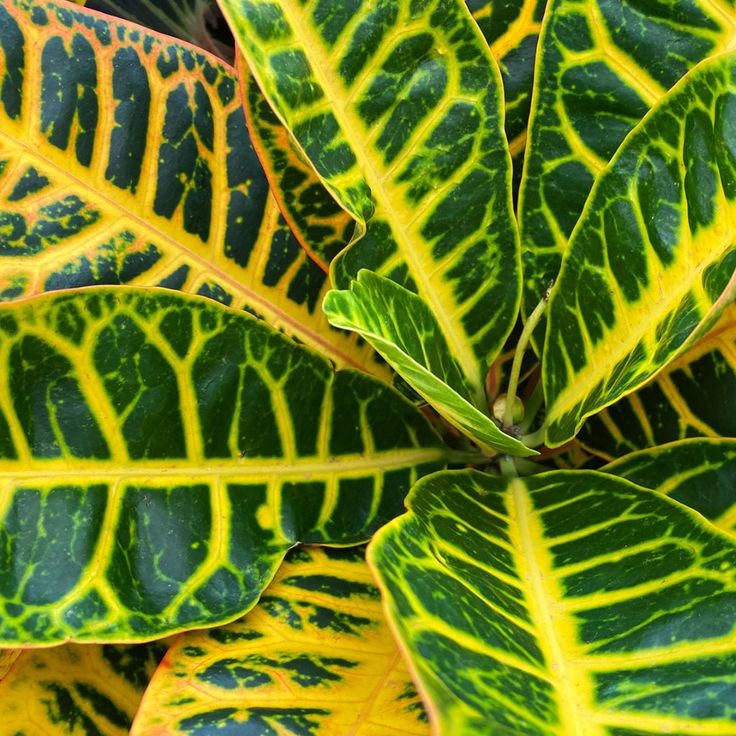 Kraton (Croton Petra) 40-60 cm Üretim Saksılı